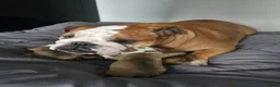 English Bulldog dogs for sale: KC English Bulldogs puppies  - Advert 1