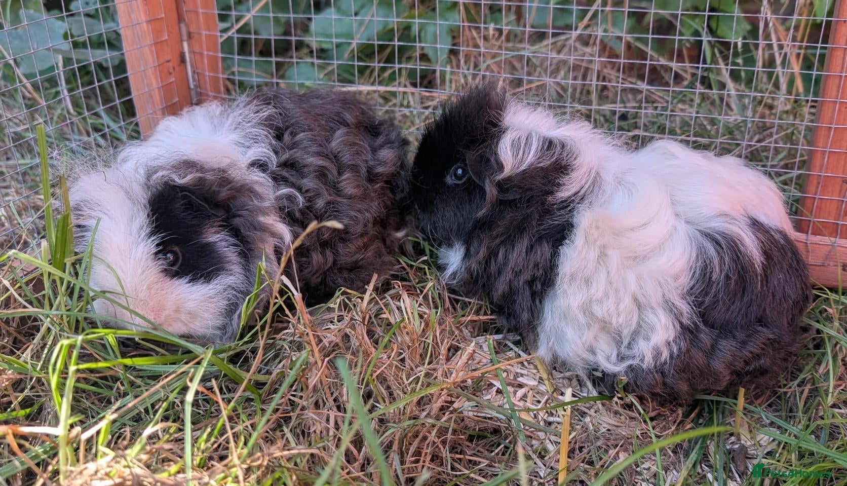 Guinea Pig rodents Two bonded, beautiful rare Texel boy guinea pigs - Advert 14