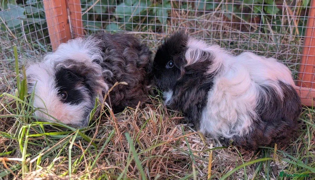 Guinea Pig rodents for sale: Two bonded, beautiful rare Texel boy guinea pigs in Swanage - Advert 1