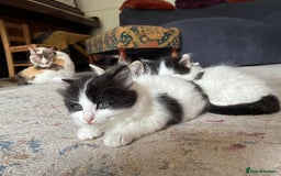 Mixed Breed cats for sale: Adorable Playful Happy Mixed breed kittens - Image 31