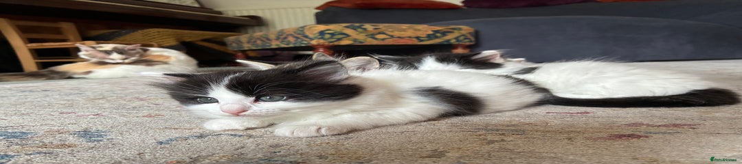 Mixed Breed Kitten 6