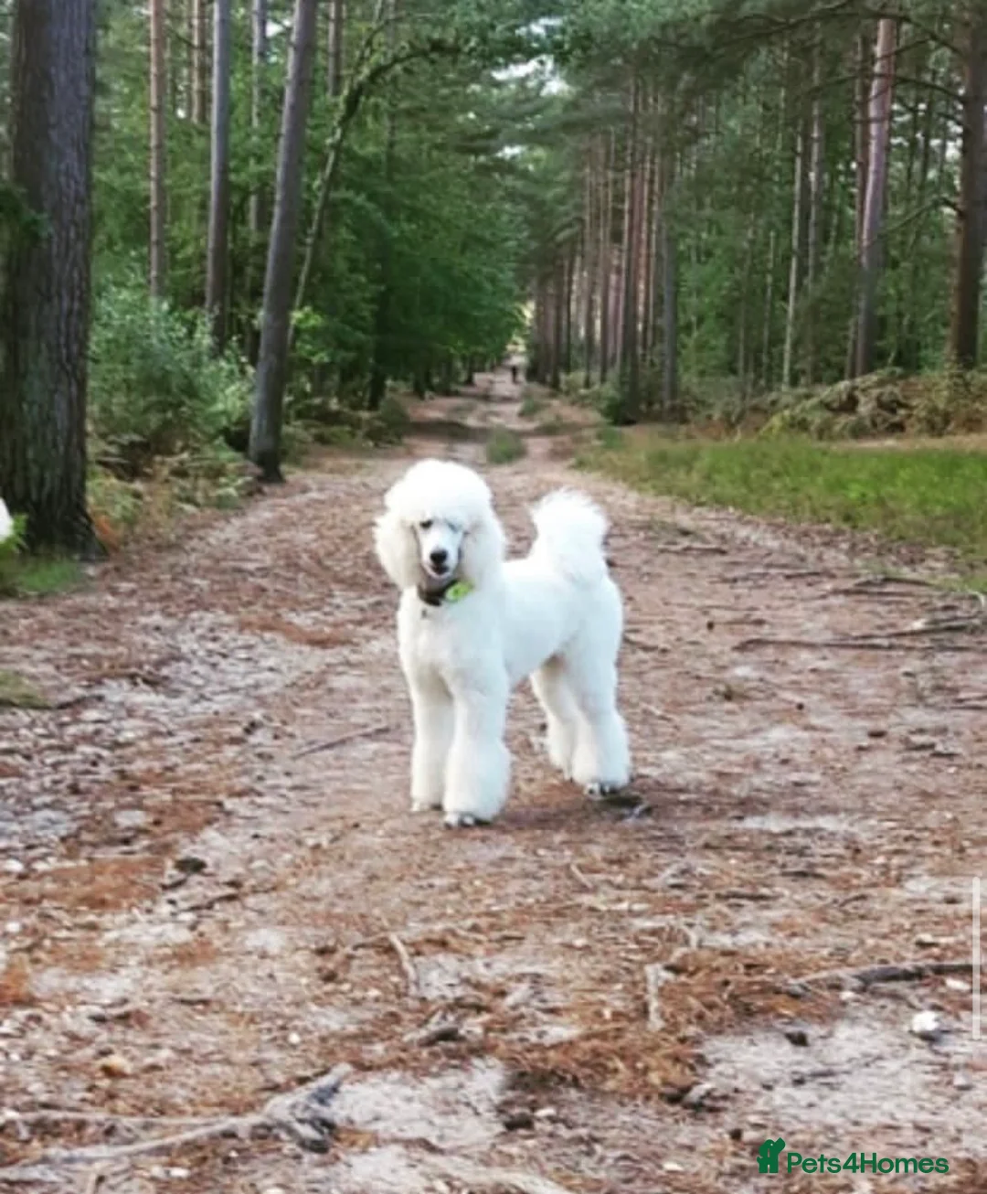Standard Poodle dogs for stud: White standard poodle stud in Aldershot - Advert 3