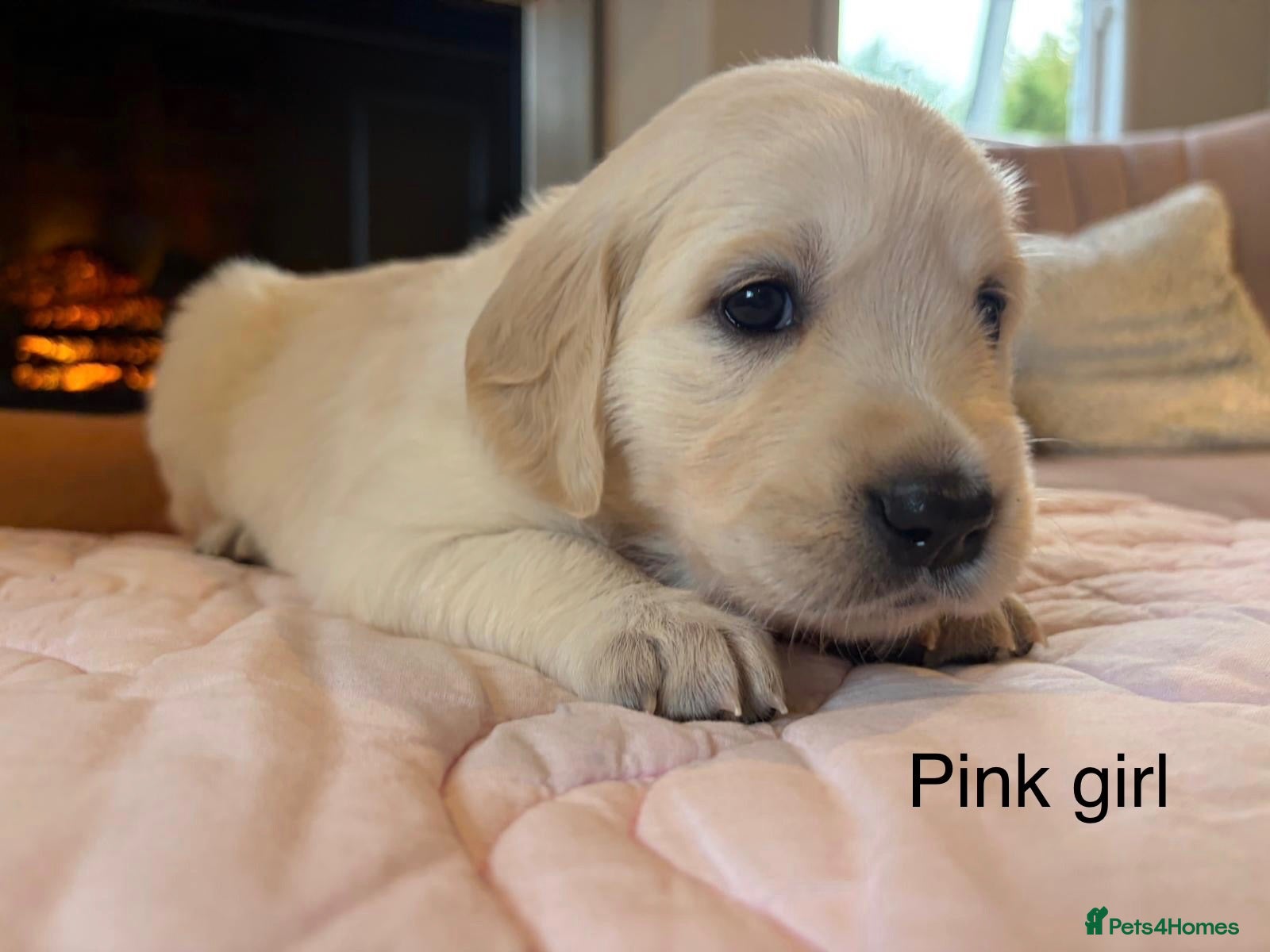 Golden Retriever dogs     Stunning KC Registered Golden Retriever Pups - Advert 1