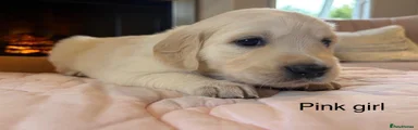 Golden Retriever 8