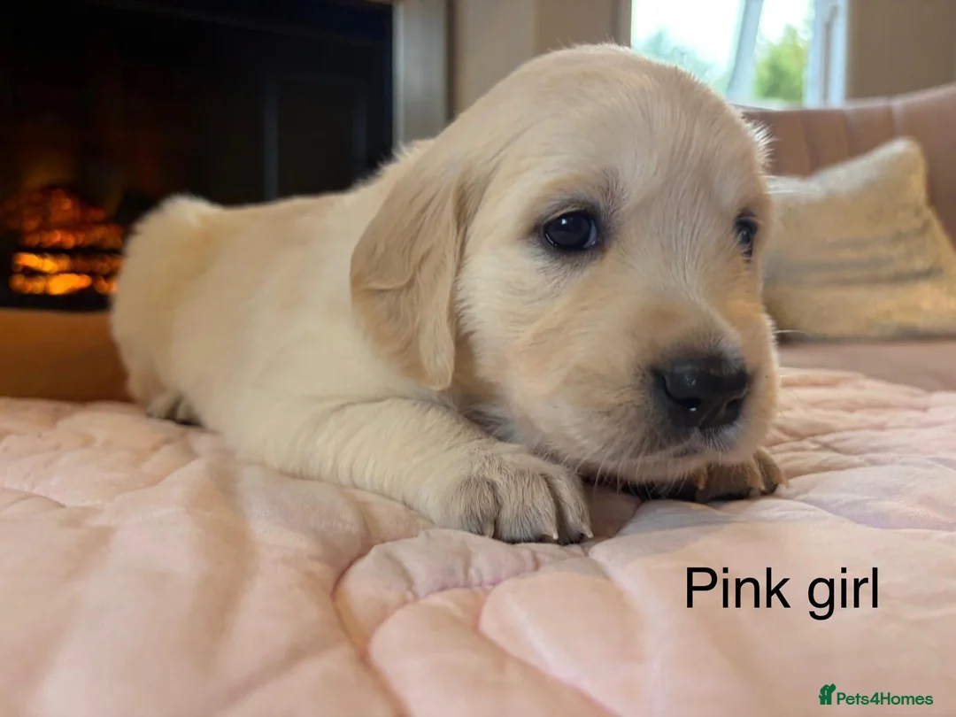 Golden Retriever dogs for sale:     Stunning KC Registered Golden Retriever Pups - Advert 1