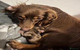 Miniature Dachshund dogs for sale: Miniture dashaund puppies long haired and dapple - Image 3