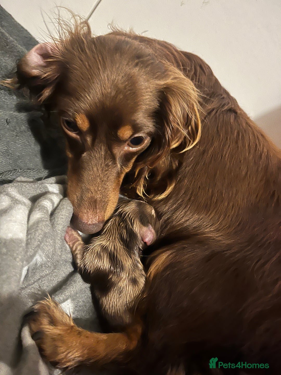 Miniature Dachshund dogs for sale: Miniture dashaund puppies long haired and dapple - Image 3