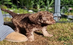 Cavapoo dogs for sale: F1b Standard Cavapoo, 3 remaining ready to leave in Watchet - Image 18