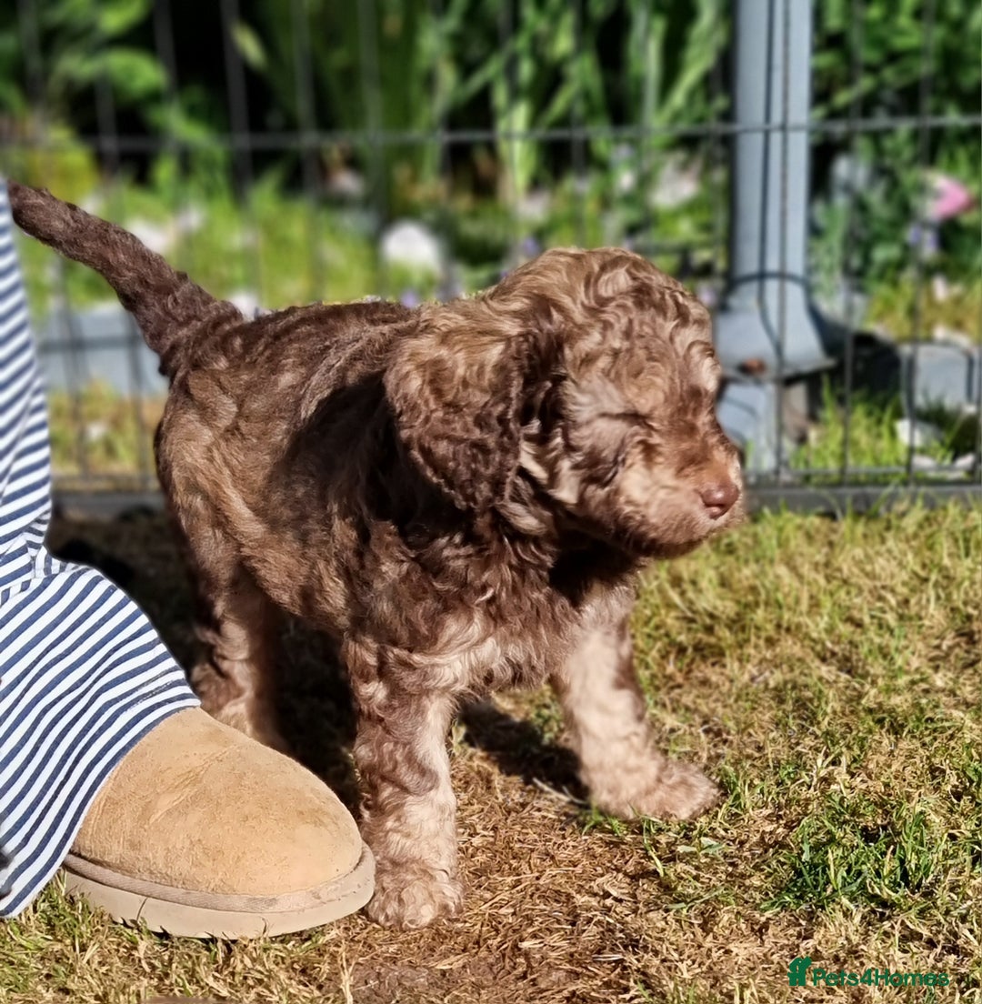 Cavapoo dogs for sale: F1b Standard Cavapoo, 3 remaining ready to leave in Watchet - Image 18