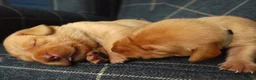Labrador Retriever dogs for sale: KC registered Fox red labradors in Peterborough - Advert 3