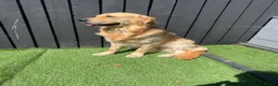 Golden Retriever dogs for stud: PROVEN KC GOLDEN RETRIEVER STUD – 6 LITTERS – £550 - Advert 2
