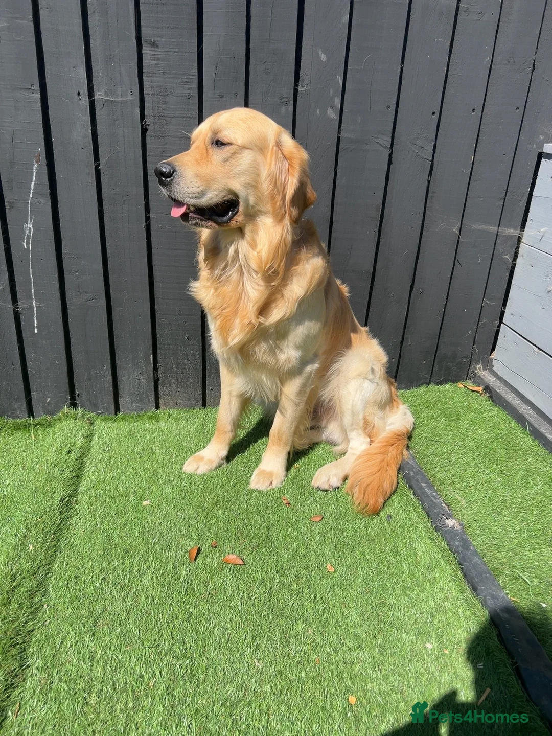 Golden Retriever dogs for stud: PROVEN KC GOLDEN RETRIEVER STUD – 6 LITTERS – £550 - Advert 2
