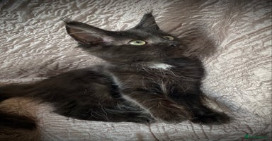 Maine Coon cats - Advert 6