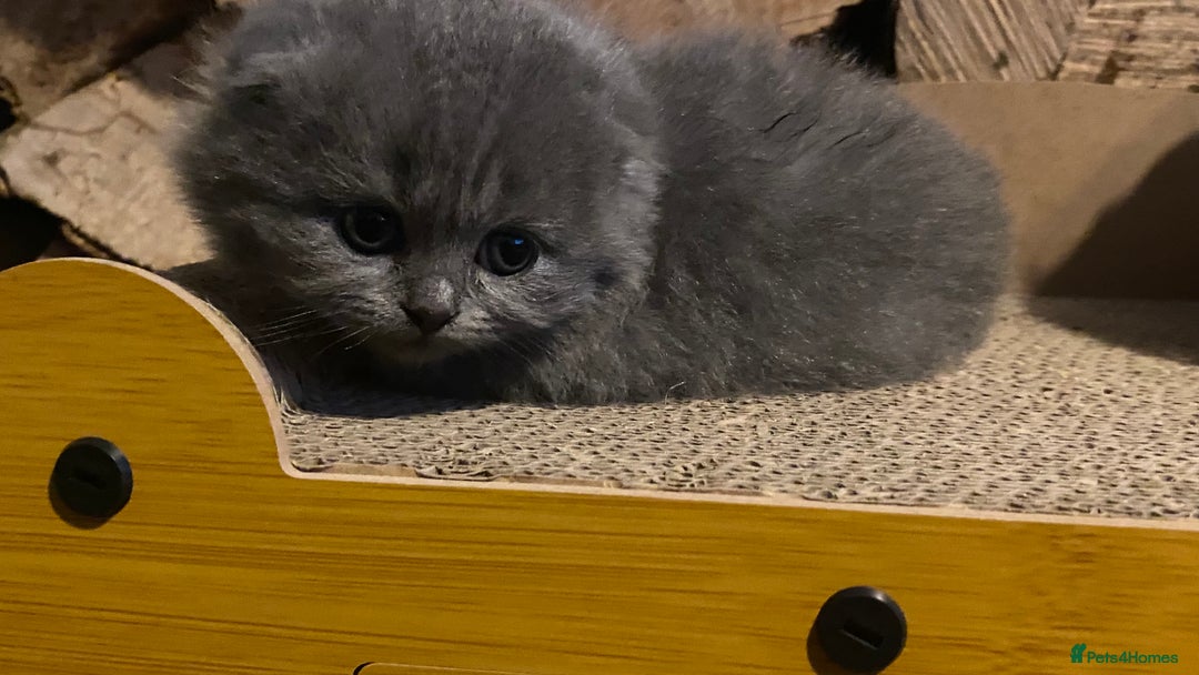Scottish Fold cats for sale: Scottish fold kittens - Image 9