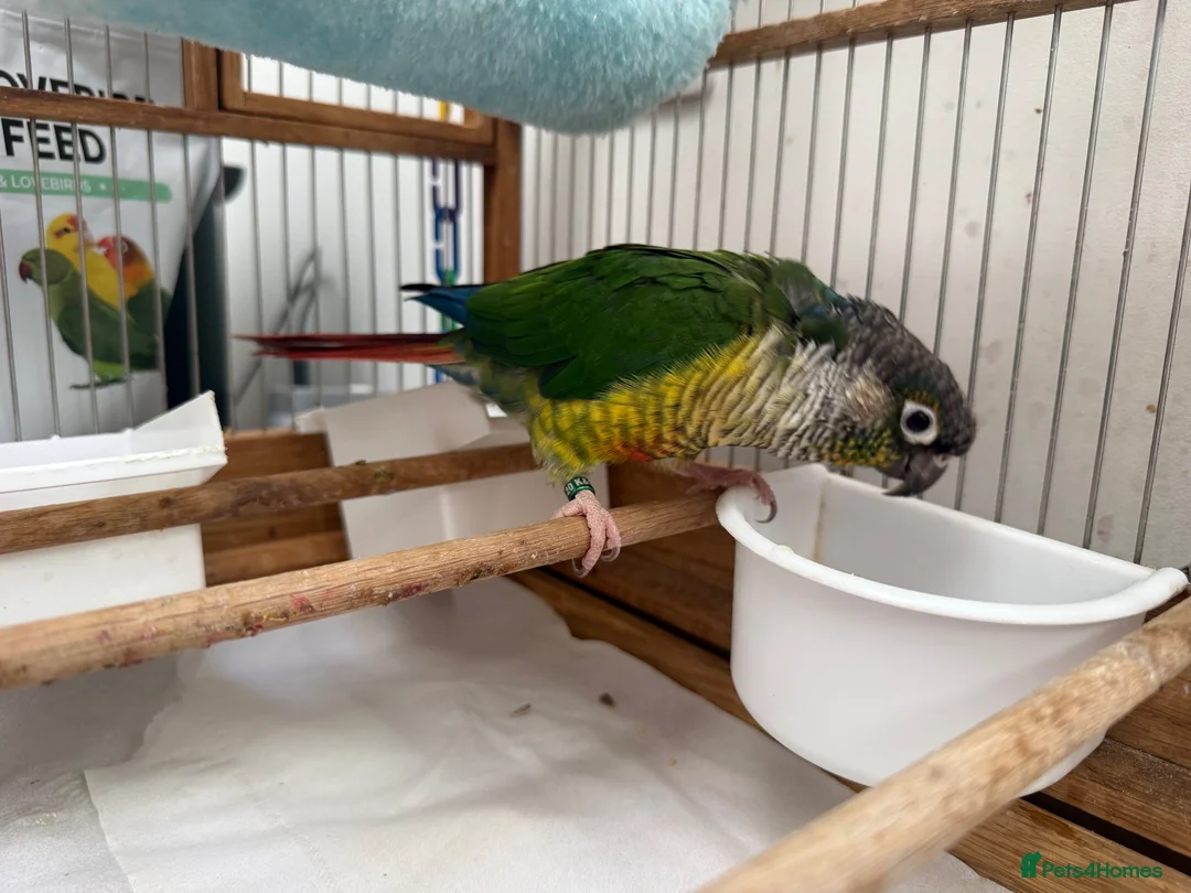 Conures birds for sale: Conure for sale  in Wokingham - Advert 7