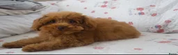 Toy Poodle dogs for sale: 🐾 Adorable Tiny Boy – Ready for His Forever Home - Advert 3