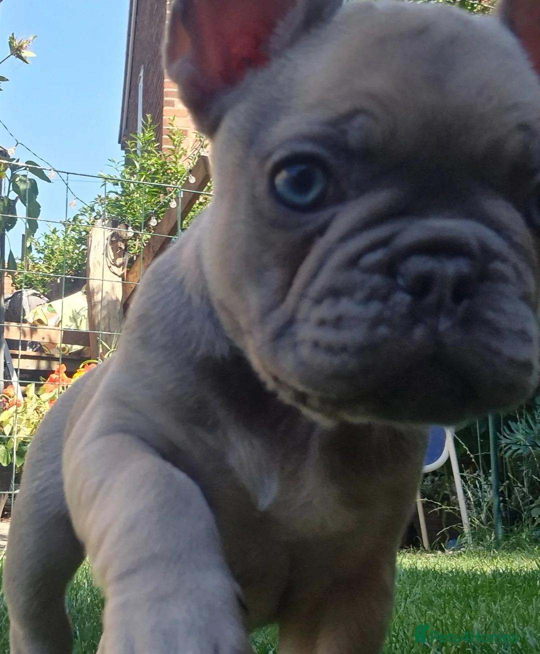 French Bulldog dogs for sale: French bulldog  - Advert 13