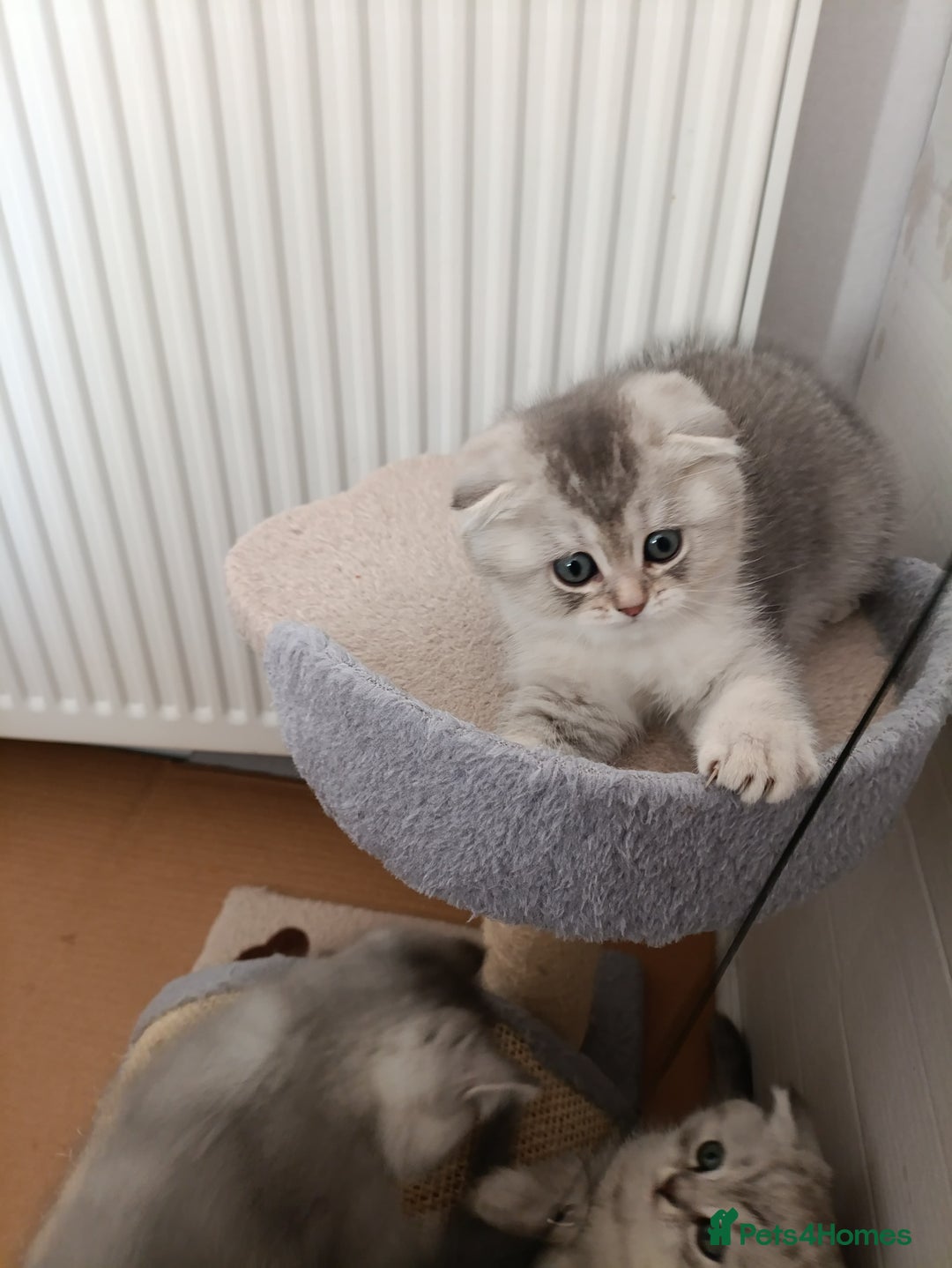 Scottish Fold cats for sale: Scottish Fold kitten  - Advert 11