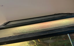 Gecko reptiles for sale: Male Crested Gecko and inclosure. - Image 8