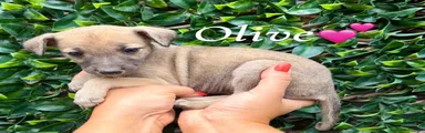 Lurcher 6