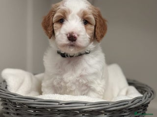 Double Doodle dogs Parti Double Doodles🐾 - Advert 6