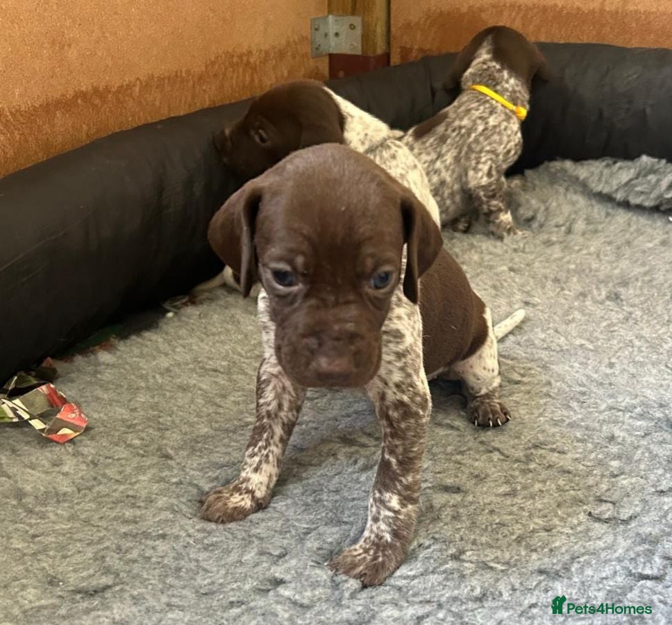 German Shorthaired Pointer dogs Pure KC GSP Puppies for sale! (5 pups available) - Advert 2