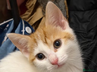 Mixed Breed cats Adorable Fluffy Kittens - Advert 8