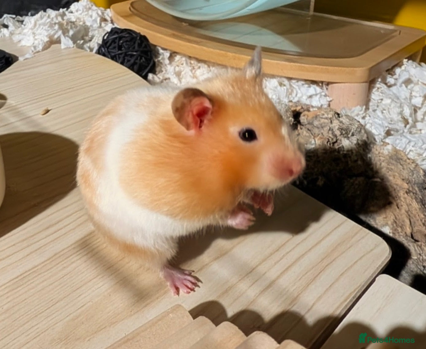 Hamster rodents Hundred Acre Hamster Rescue  - Advert 2