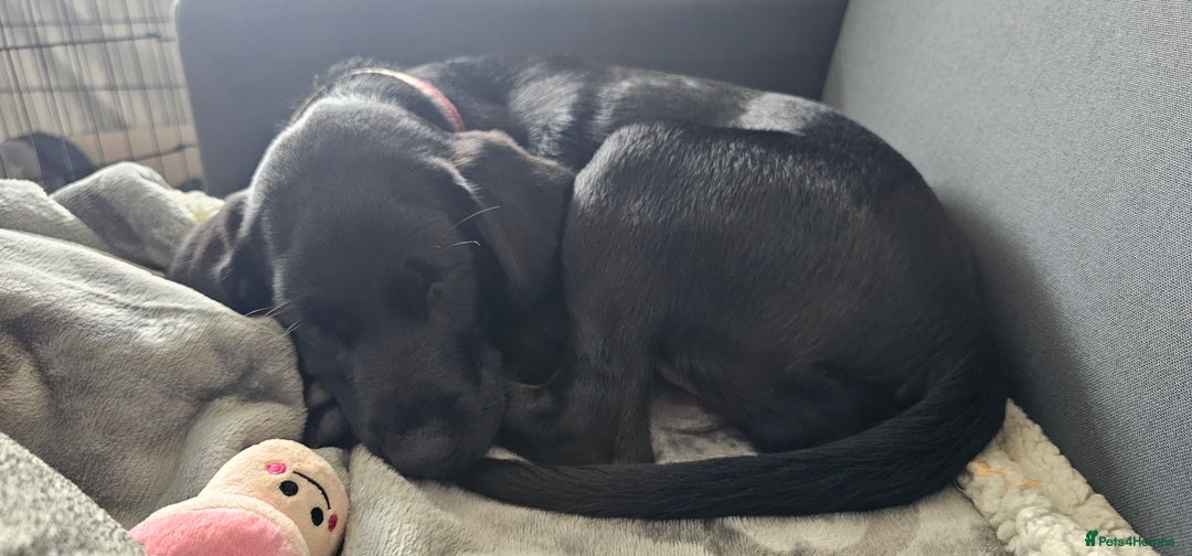 Labrador Retriever dogs for sale: Black Labrador puppy girl - Willow  - Image 3