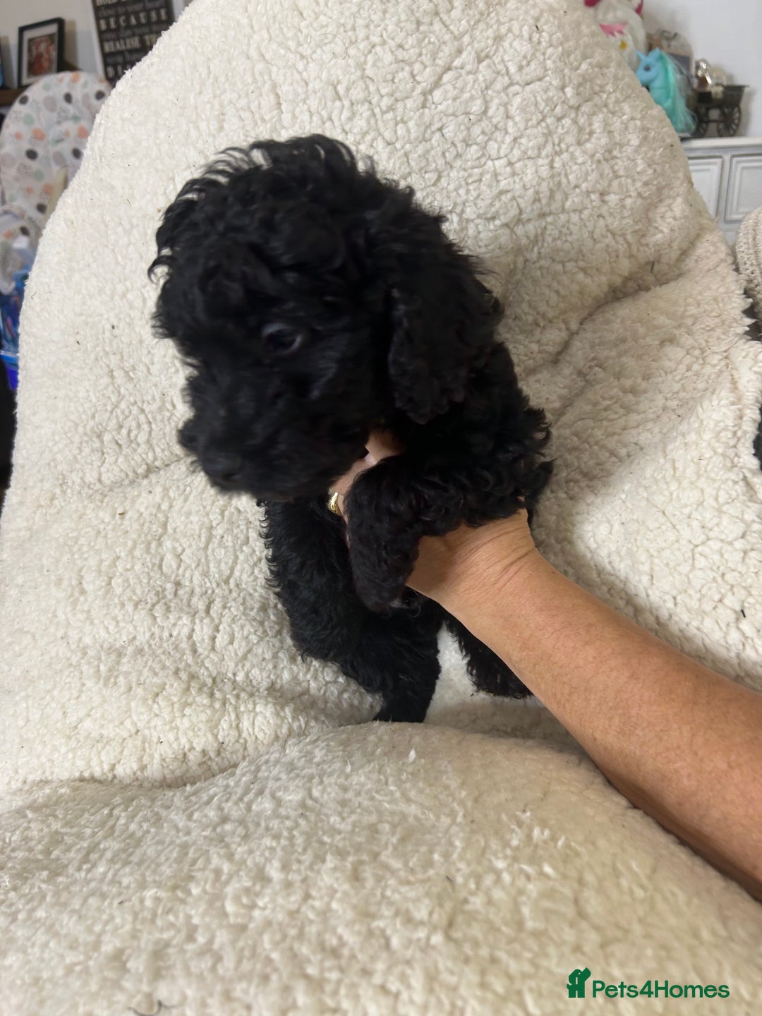 Cockapoo dogs for sale: ONLY 2  LEFT OUTSTANDING TINY MINITURE COCKAPOOS  - Image 6