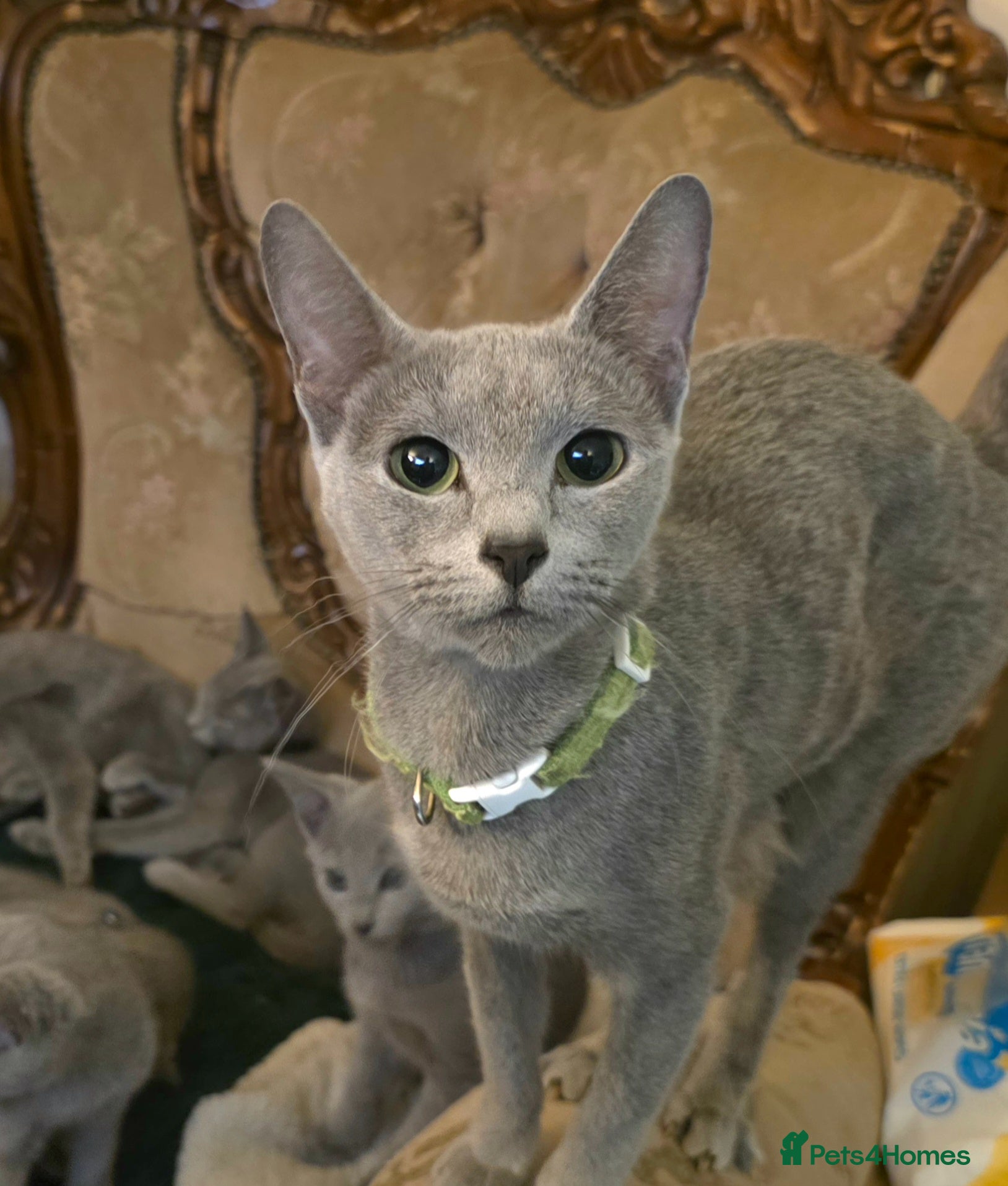 Russian Blue cats Russian Blue Brothers Preferably Together N.London - Advert 8