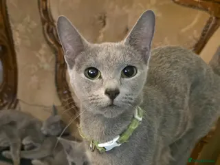 Russian Blue cats Russian Blue Brothers Preferably Together N.London - Advert 8