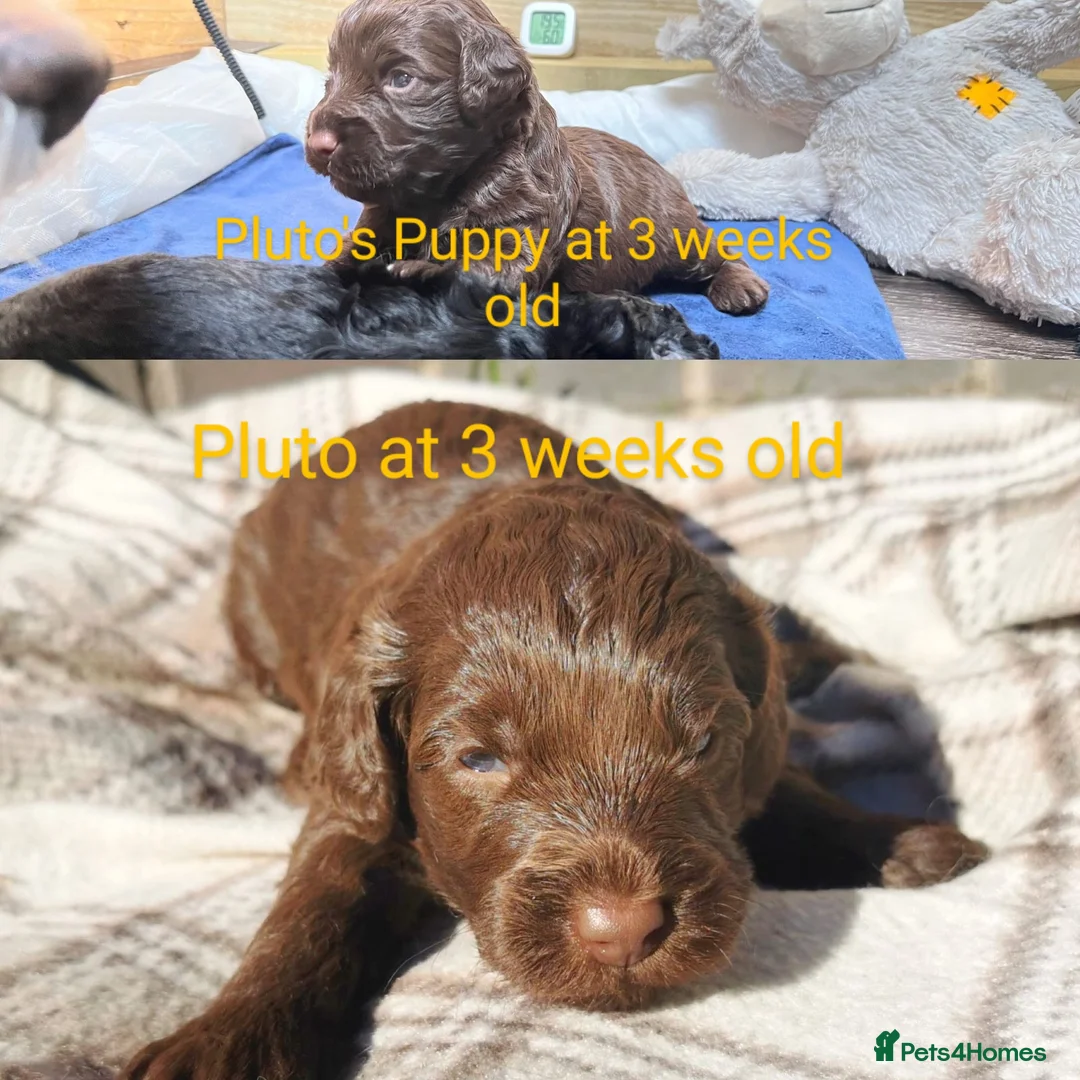 Cockapoo dogs for stud: *PROVEN* DNA Health Tested Chocolate Cockapoo STUD in Manchester - Advert 11