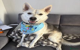 Mixed Breed dogs for sale: Apollo - 1 year old shepsky - Image 1