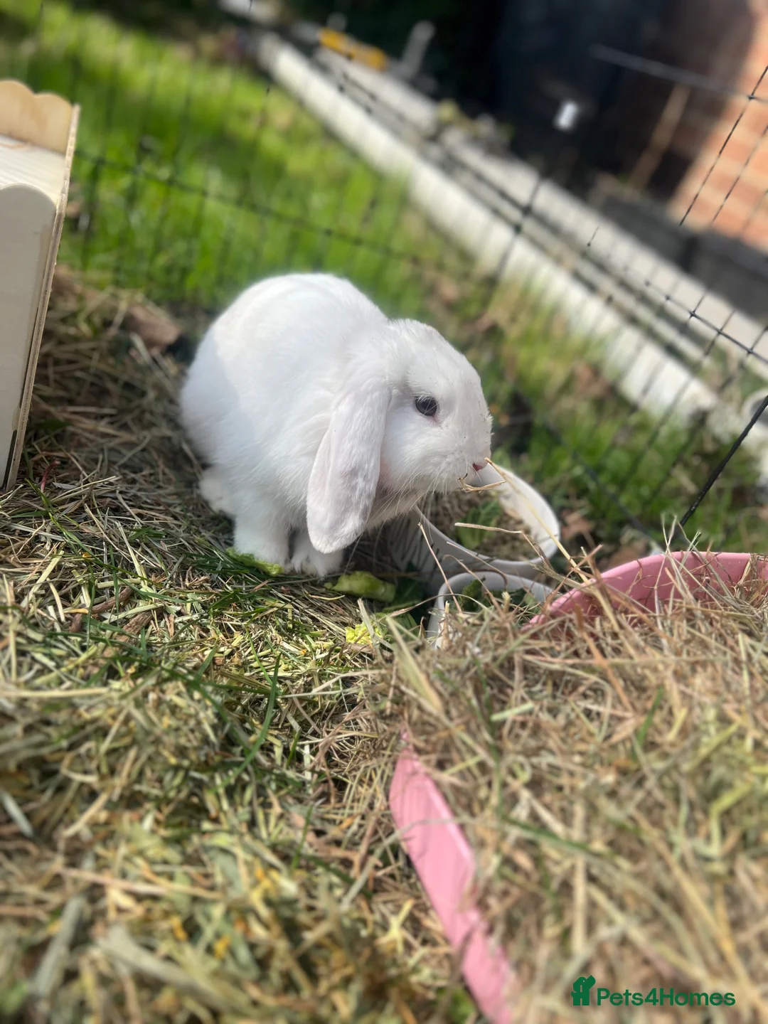 Mixed Breed rabbits for sale: Berry - Mini lion lop - Advert 1
