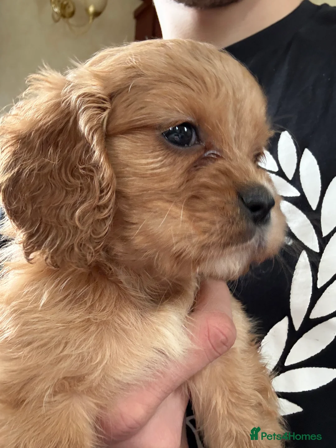Mixed Breed dogs for sale: Mini Cavapoo puppy’s black and gold  - Advert 3