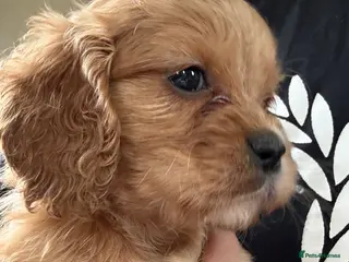 Mixed Breed dogs apricot and black Cavapoo puppy’s - Advert 11