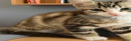 Domestic Shorthair cats for sale: 5 beautiful lovely kittens 🐾🐾 in Boston - Advert 22