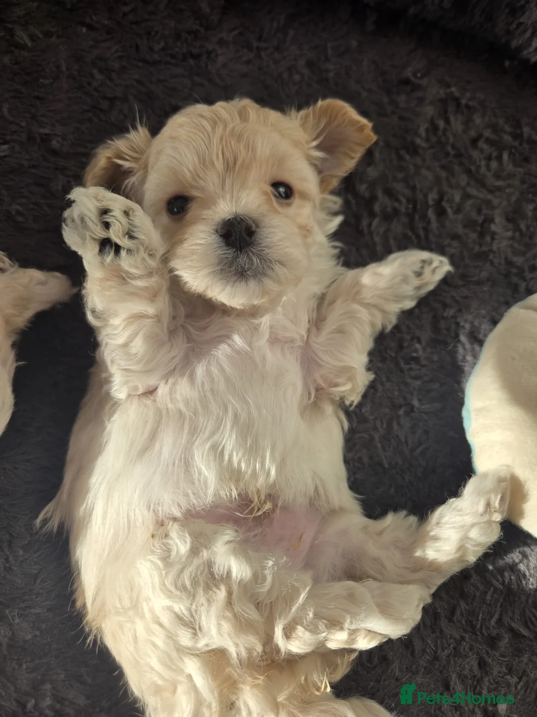 Maltipoo dogs for sale: F1🎀Maltipoo 🎀Luxury rare🎀 KC parents - Advert 1