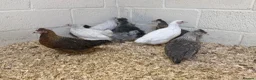 Mixed Breed poultry for sale: Green egg laying mixed colour hybrids and silkies  - Advert 2