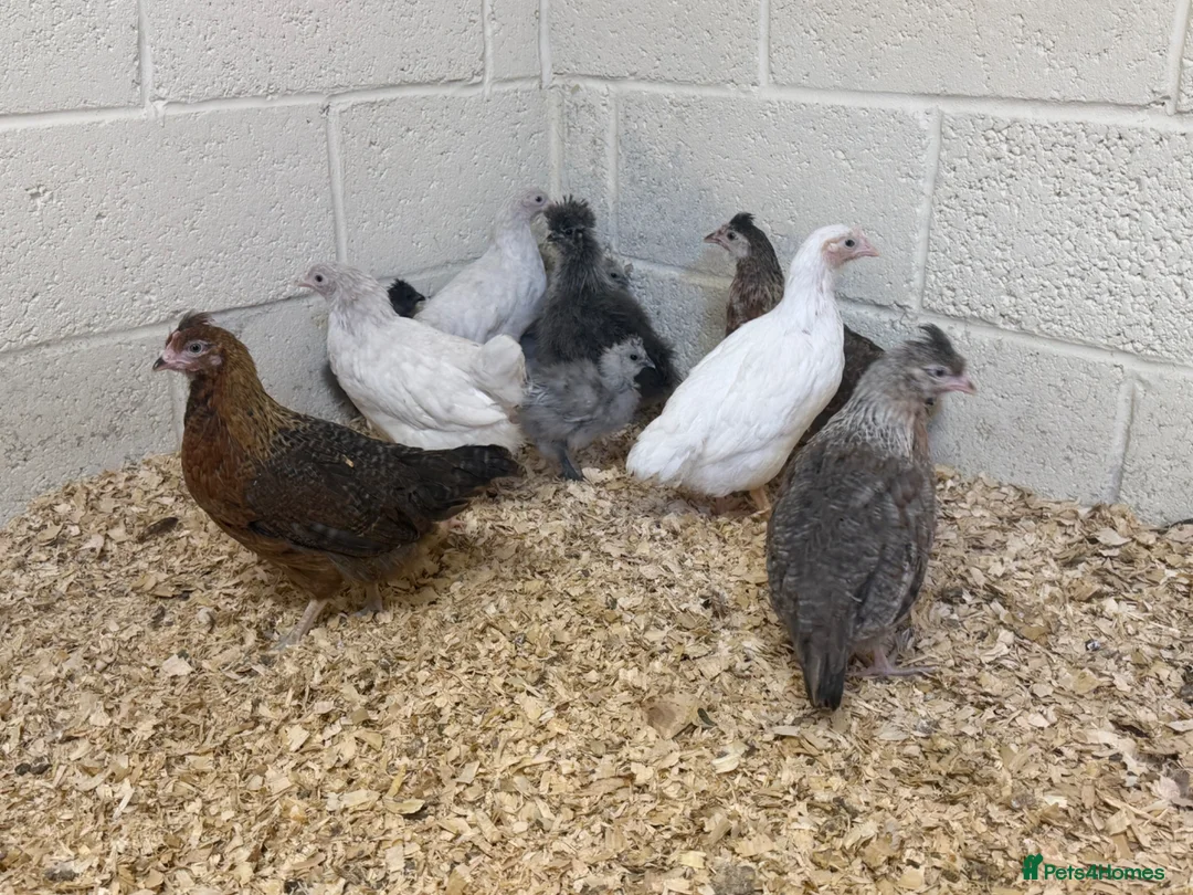 Mixed Breed poultry for sale: Green egg laying mixed colour hybrids and silkies  - Advert 2