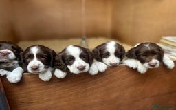 English Springer Spaniel dogs for sale: Beautiful litter of KC reg ESS - Image 7
