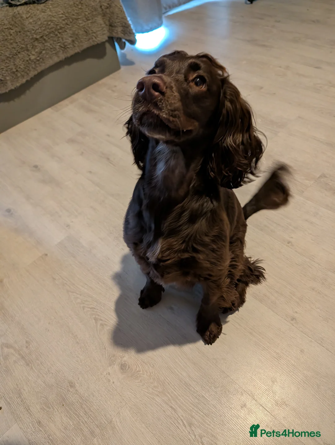 Cocker Spaniel dogs for sale: Nearly 2 year old cocker spaniel  - Advert 2