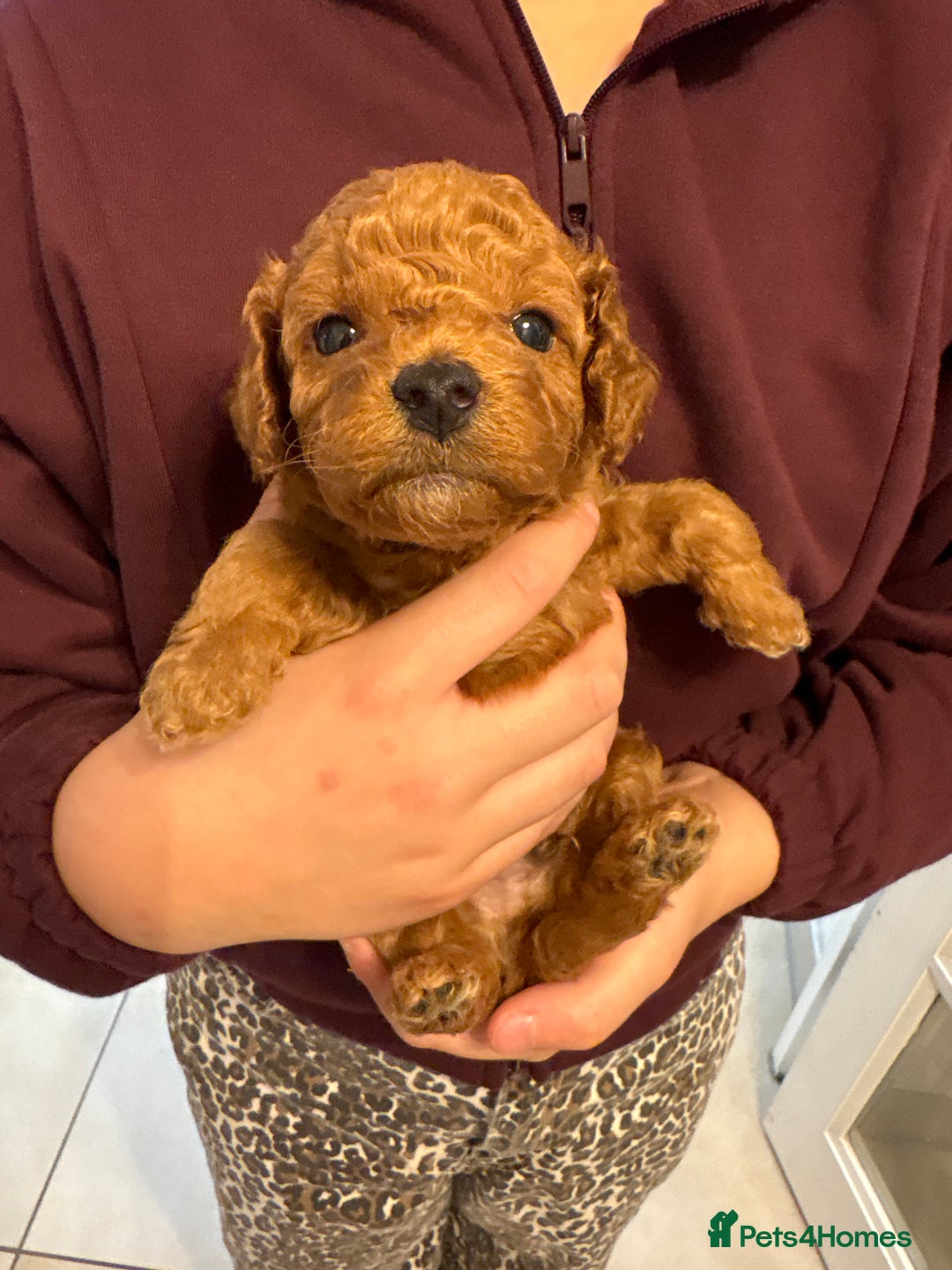 Cockapoo dogs for sale: Cockapoo puppies  - Advert 8