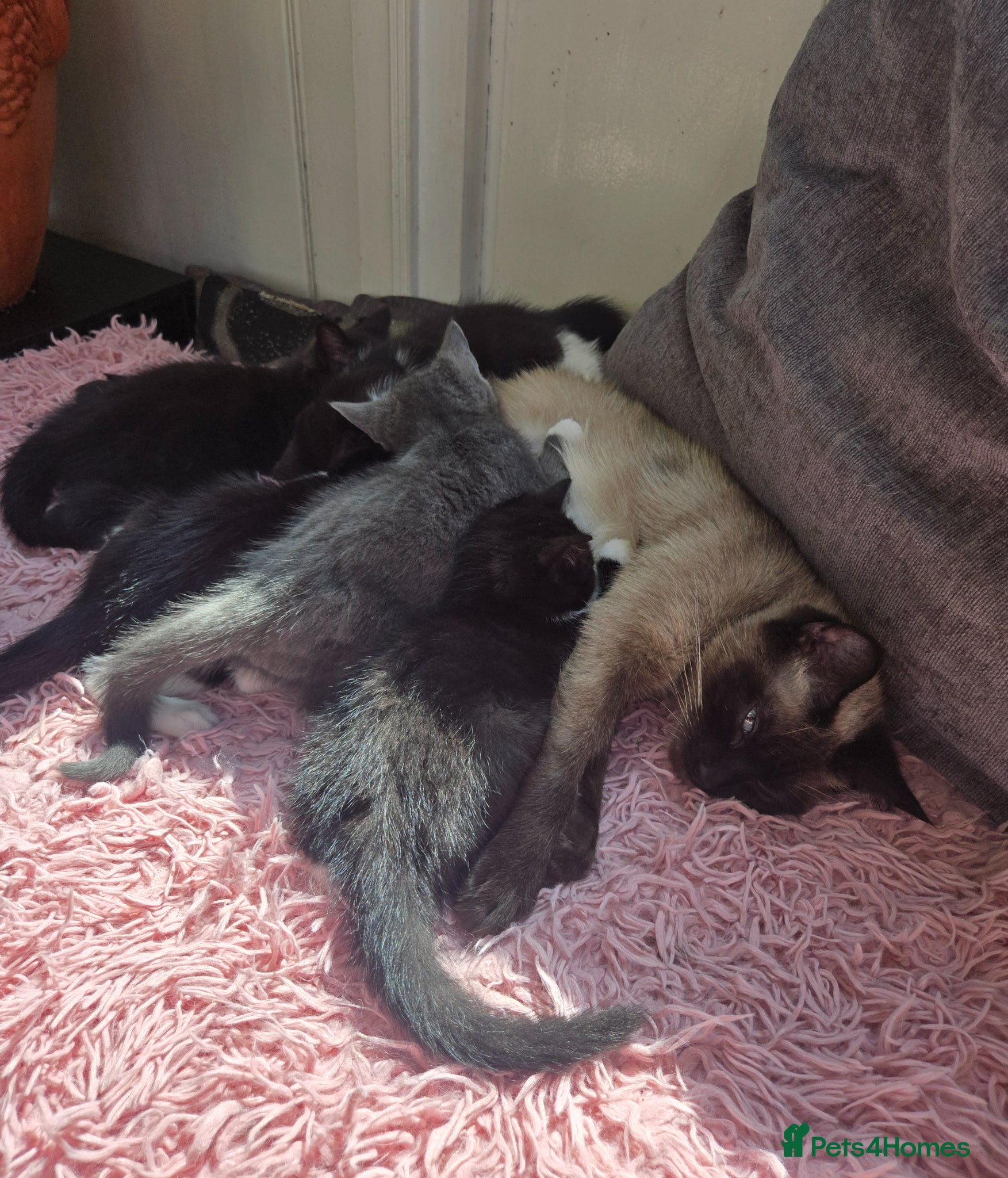 Mixed Breed cats 5 Stunning Kittens – Ready to be seen 🐾 - Advert 1