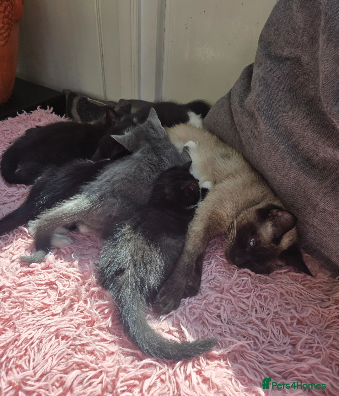 Mixed Breed cats for sale: 5 Stunning Kittens – Ready to be seen 🐾 - Advert 1