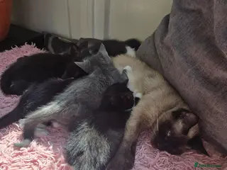 Mixed Breed cats 5 Stunning Kittens – Ready to be seen 🐾 - Advert 1