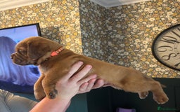 Dogue De Bordeaux dogs for sale: 6 stunning chunky Douge de Bordeux pups - Image 28