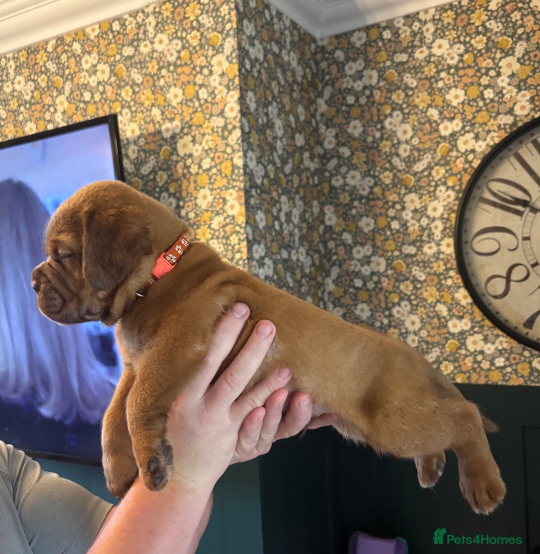 Dogue De Bordeaux dogs for sale: 6 stunning chunky Douge de Bordeux pups - Image 28