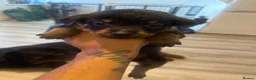 Rottweiler dogs for sale: 10 Rottweilers 6 boys 4 girls  - Advert 11